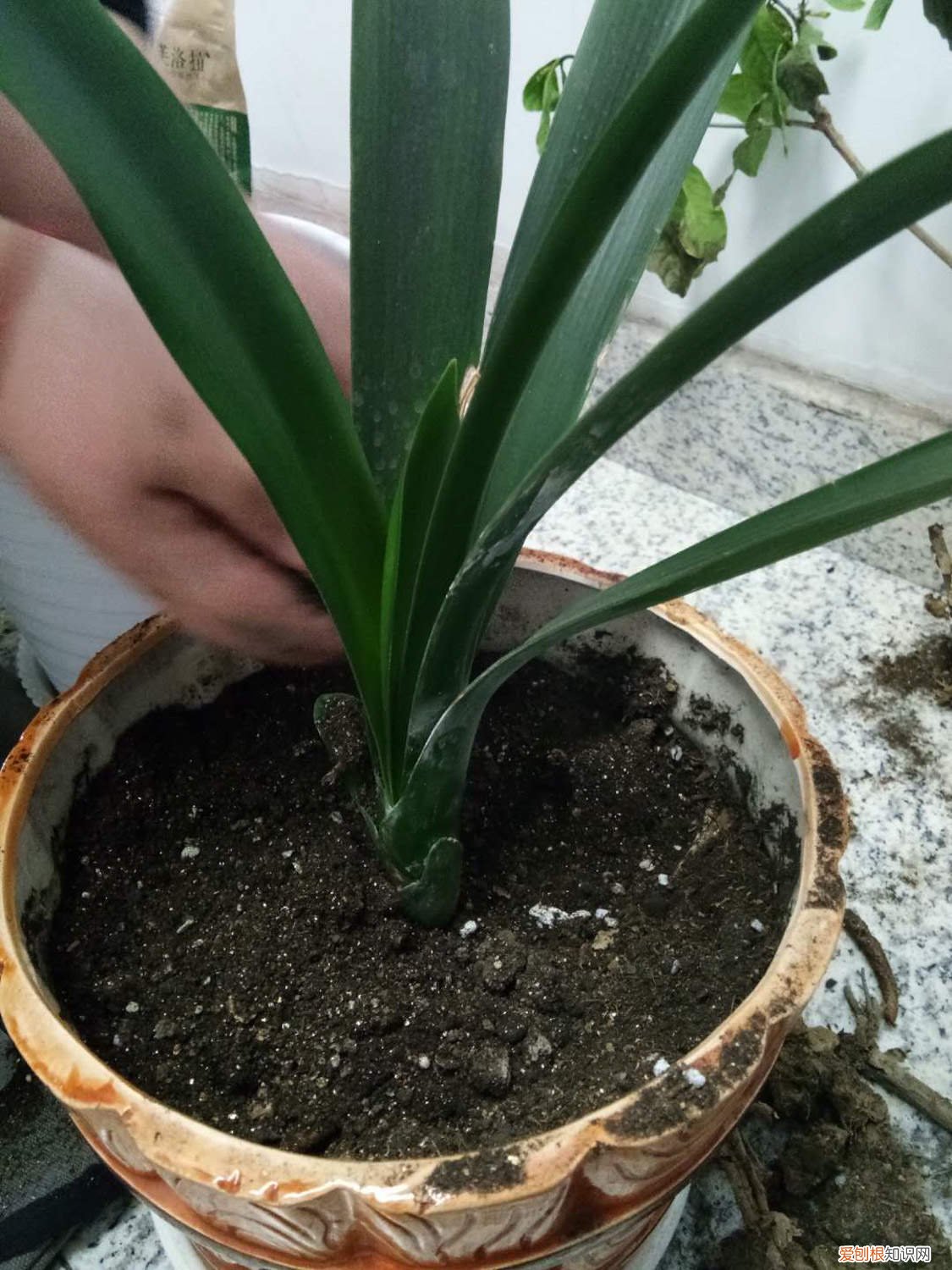 怎样给君子兰换盆换土的视频 怎样给君子兰换盆换土