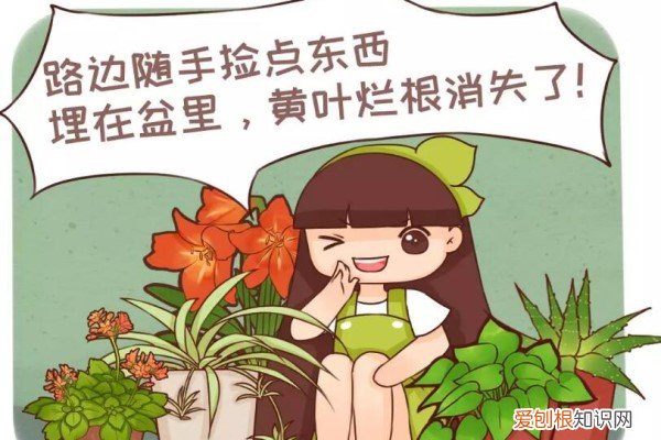 垃圾桶里捡了它,丢盆里再也不招虫,咕噜噜冒花苞!