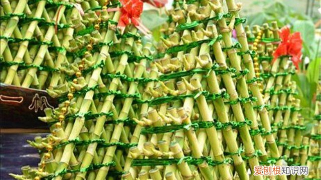 开运竹怎么养护和浇水 开运竹怎么养