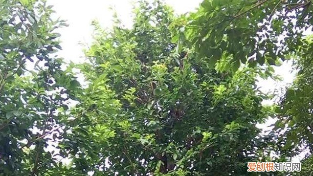非洲大叶榕怎么养殖 非洲大叶榕怎么养