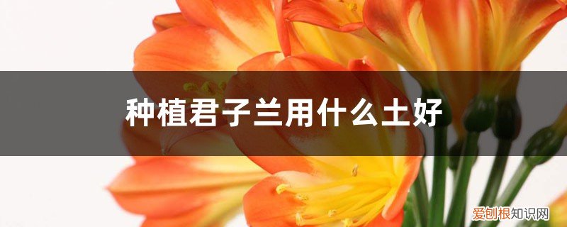君子兰应该用什么土栽最好 种植君子兰用什么土好