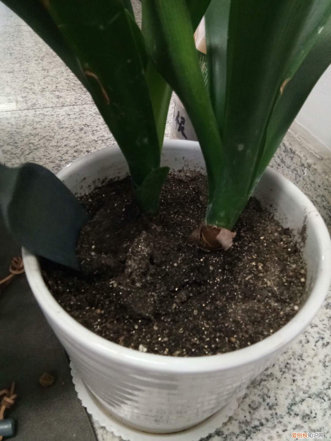 君子兰应该用什么土栽最好 种植君子兰用什么土好