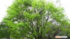 大叶榕怎样嫁接小叶榕视频 大叶榕怎样嫁接小叶榕