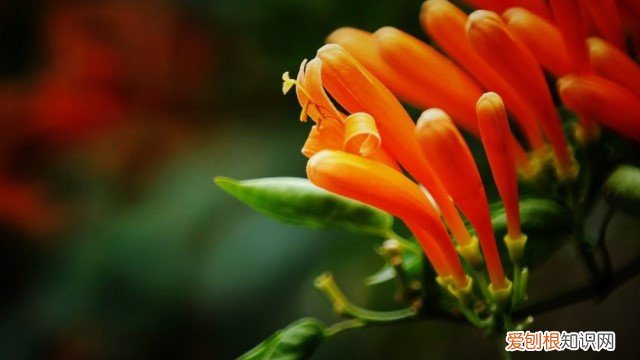 爆杖花的图片 爆杖花的繁殖方法
