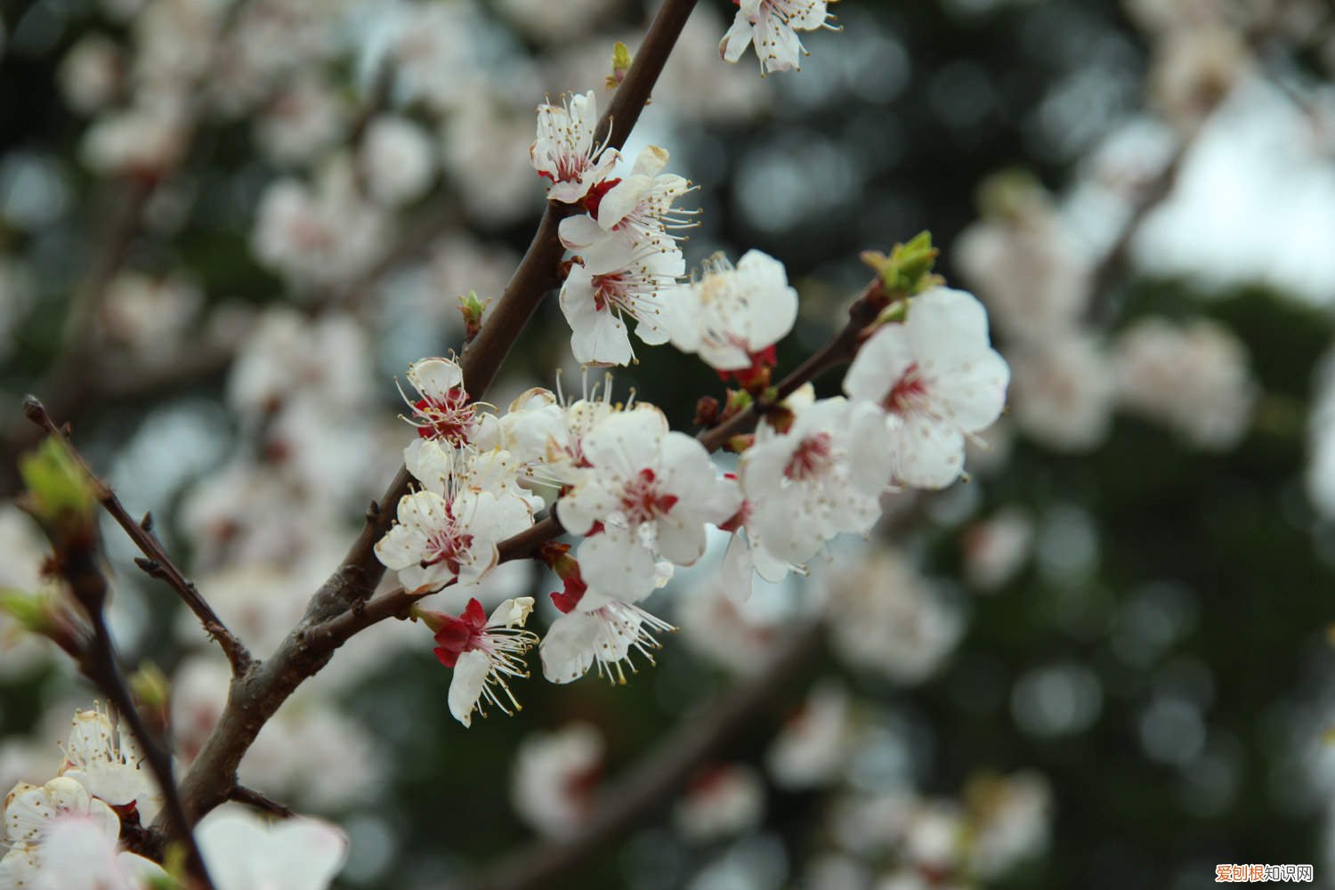 樱花树怎么养殖 樱花树怎么养
