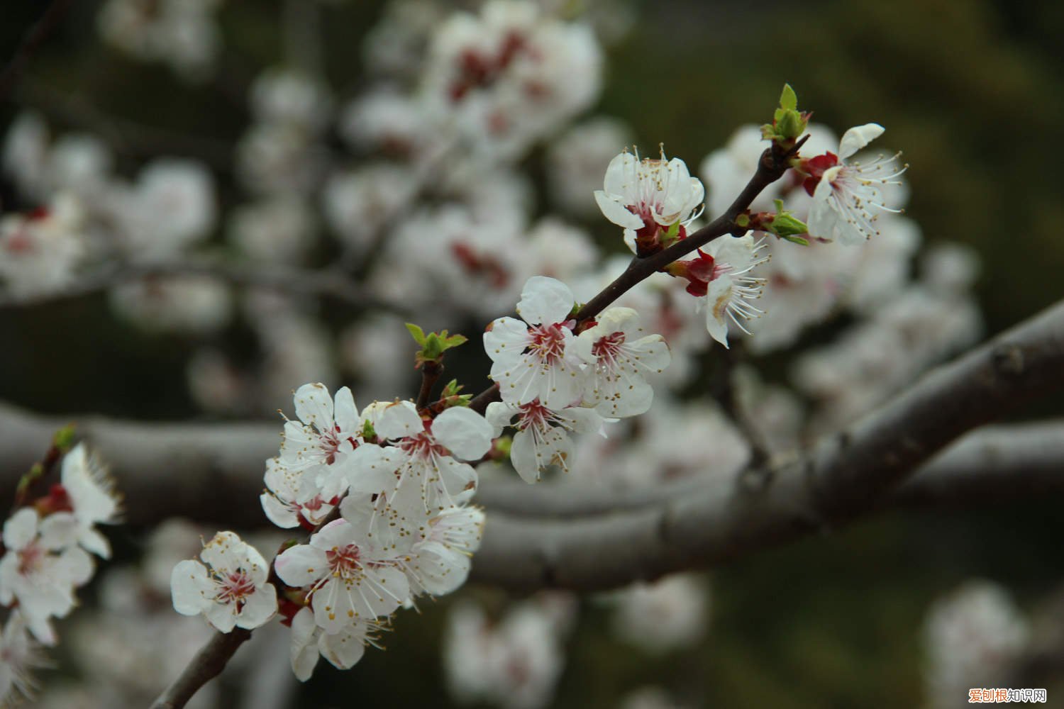樱花树怎么养殖 樱花树怎么养