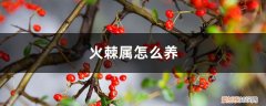 火棘的养殖方法和注意事项 火棘属怎么养
