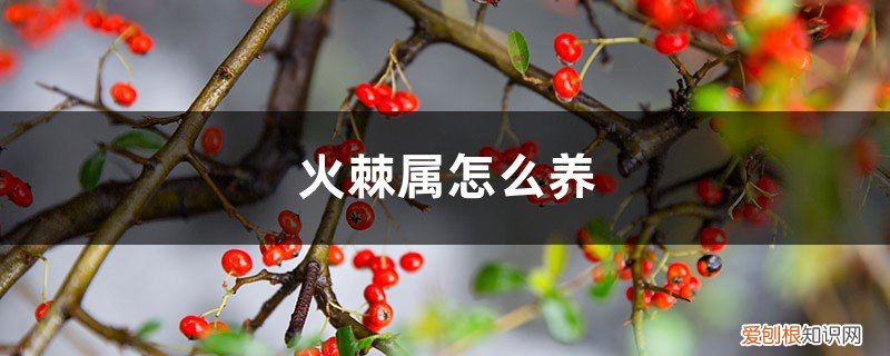 火棘的养殖方法和注意事项 火棘属怎么养