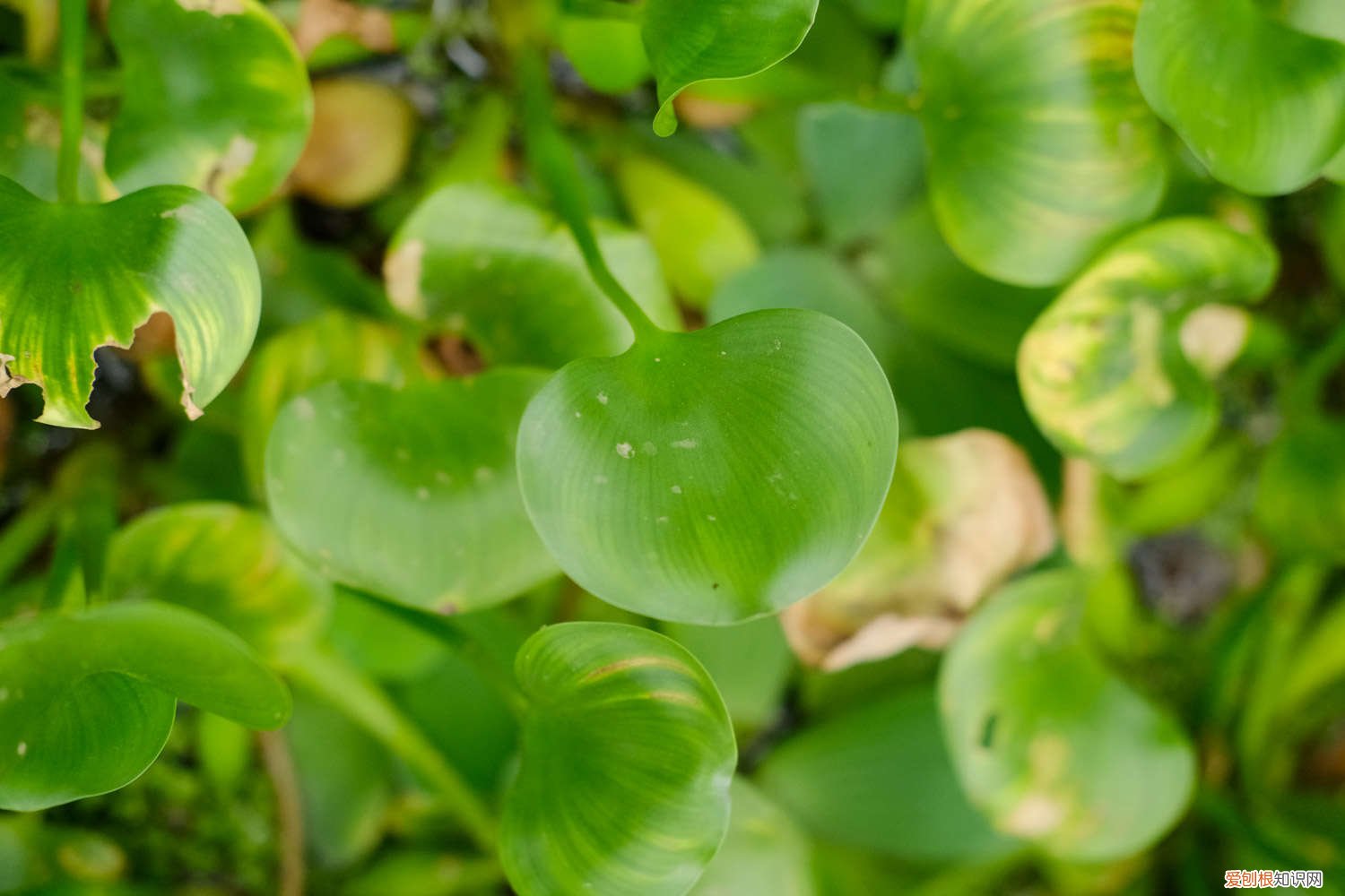 冬季水葫芦怎么养 水葫芦怎么养