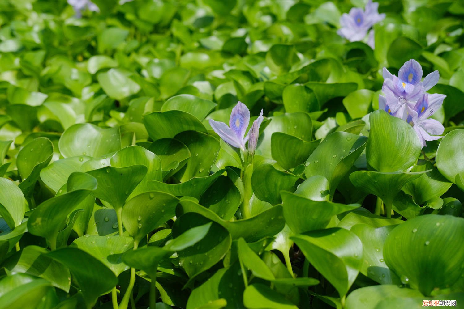 冬季水葫芦怎么养 水葫芦怎么养