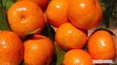 砂糖桔栽培技术 沙糖桔的种植技术与管理