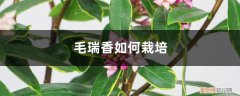 毛瑞香盆景 毛瑞香如何栽培
