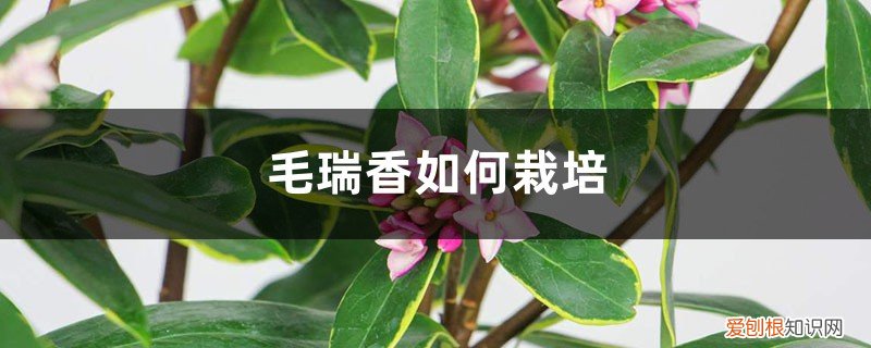毛瑞香盆景 毛瑞香如何栽培