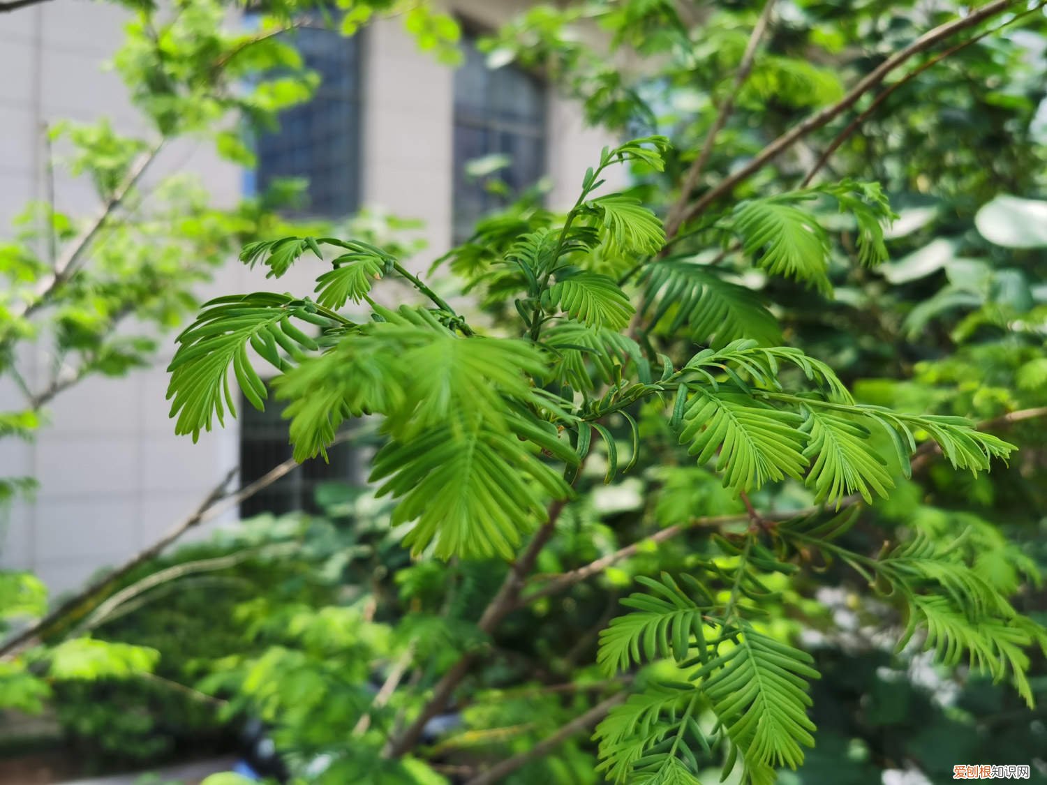 水杉树盆景怎么养好 水杉树盆景怎么养