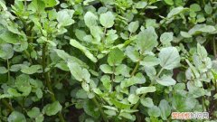 水田芥的种植方法图片 水田芥的种植方法