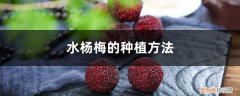 水杨梅的种植方法和管理 水杨梅的种植方法
