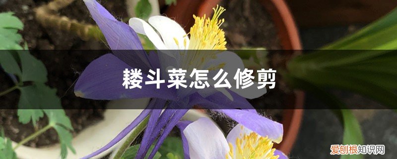 耧斗菜如何修剪 耧斗菜怎么修剪，怎么繁殖