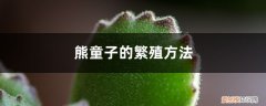 熊童子能叶插繁殖吗 熊童子的繁殖方法