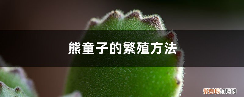 熊童子能叶插繁殖吗 熊童子的繁殖方法