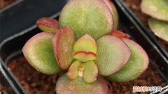 姬花月的养殖方法 姬花月怎么养