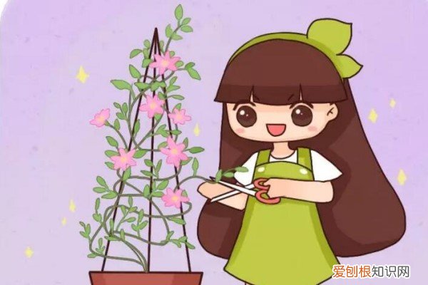 从一片叶到爬满墙,她只用了1个月,爆发力惊人!
