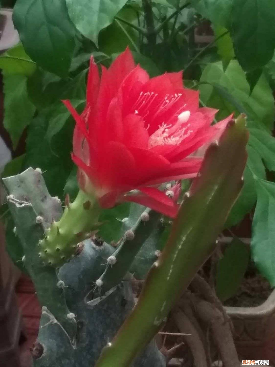 令箭荷花冬季能否移栽 令箭荷花冬天怎么养，冬天可以修剪吗