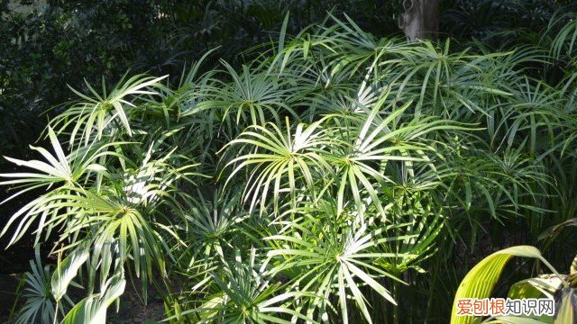旱伞草好养吗 伞莎草怎么养