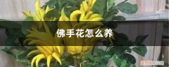 佛手花怎么养才开花 佛手花怎么养