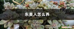 黑美人的养殖方法和注意事项 东美人怎么养