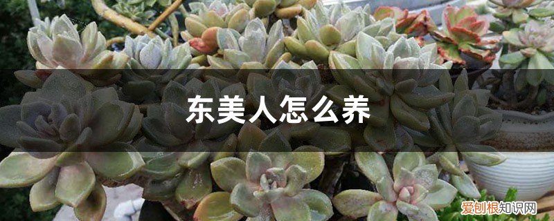 黑美人的养殖方法和注意事项 东美人怎么养