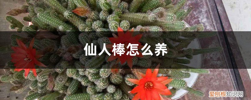 仙人棒怎样养 仙人棒怎么养