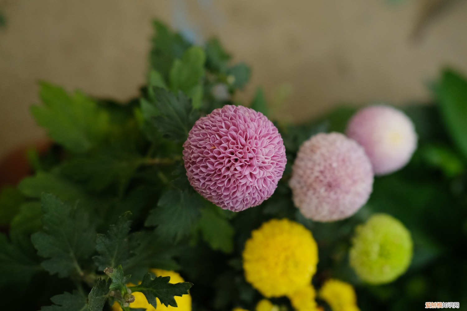 开过花的乒乓菊怎么养 乒乓菊怎么养