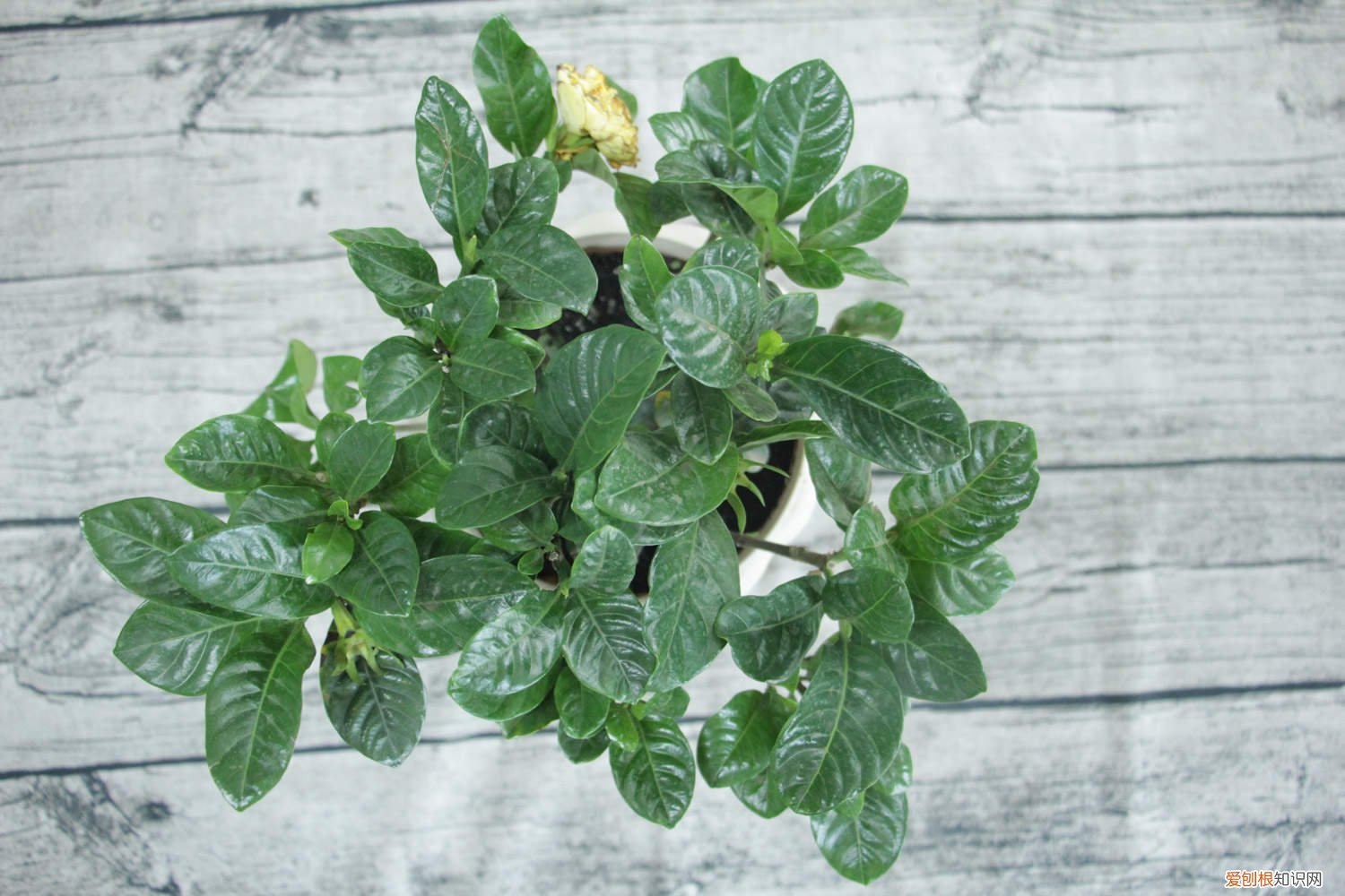 栀子花开了以后怎么办 栀子花开完花怎么处理