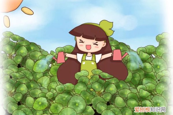 这8种花像水桶，夏天越浇越旺，一缺水就死透了！