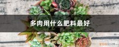 多肉用哪种肥料好 多肉用什么肥料最好