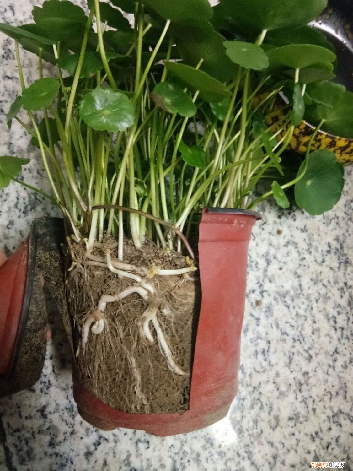 铜钱草的繁殖方法有哪些 铜钱草的繁殖方法