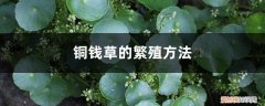铜钱草的繁殖方法有哪些 铜钱草的繁殖方法