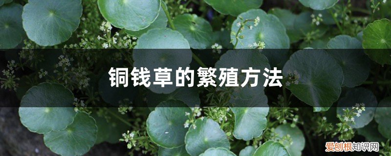铜钱草的繁殖方法有哪些 铜钱草的繁殖方法