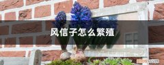 风信子怎么繁殖种球 风信子怎么繁殖