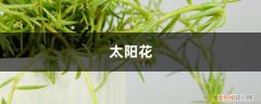 太阳花变老桩 他把太阳花养成了老桩，邻居看了羡慕得眼红！