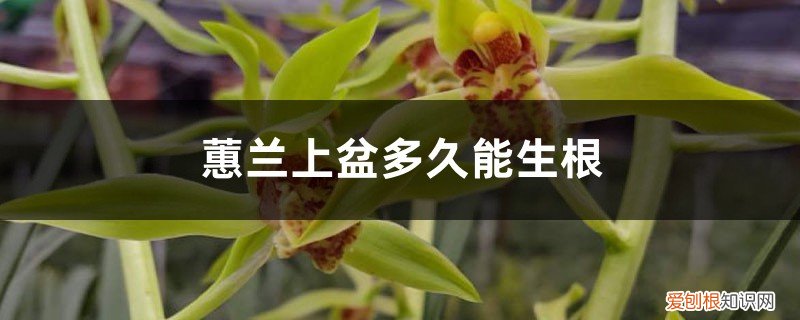 蕙兰上盆多久能生根,服盆要多长时间才能生根 蕙兰上盆多久能生根，服盆要多长时间