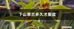 下山春兰几年能服盆开花 下山蕙兰多久才服盆，几年能开花