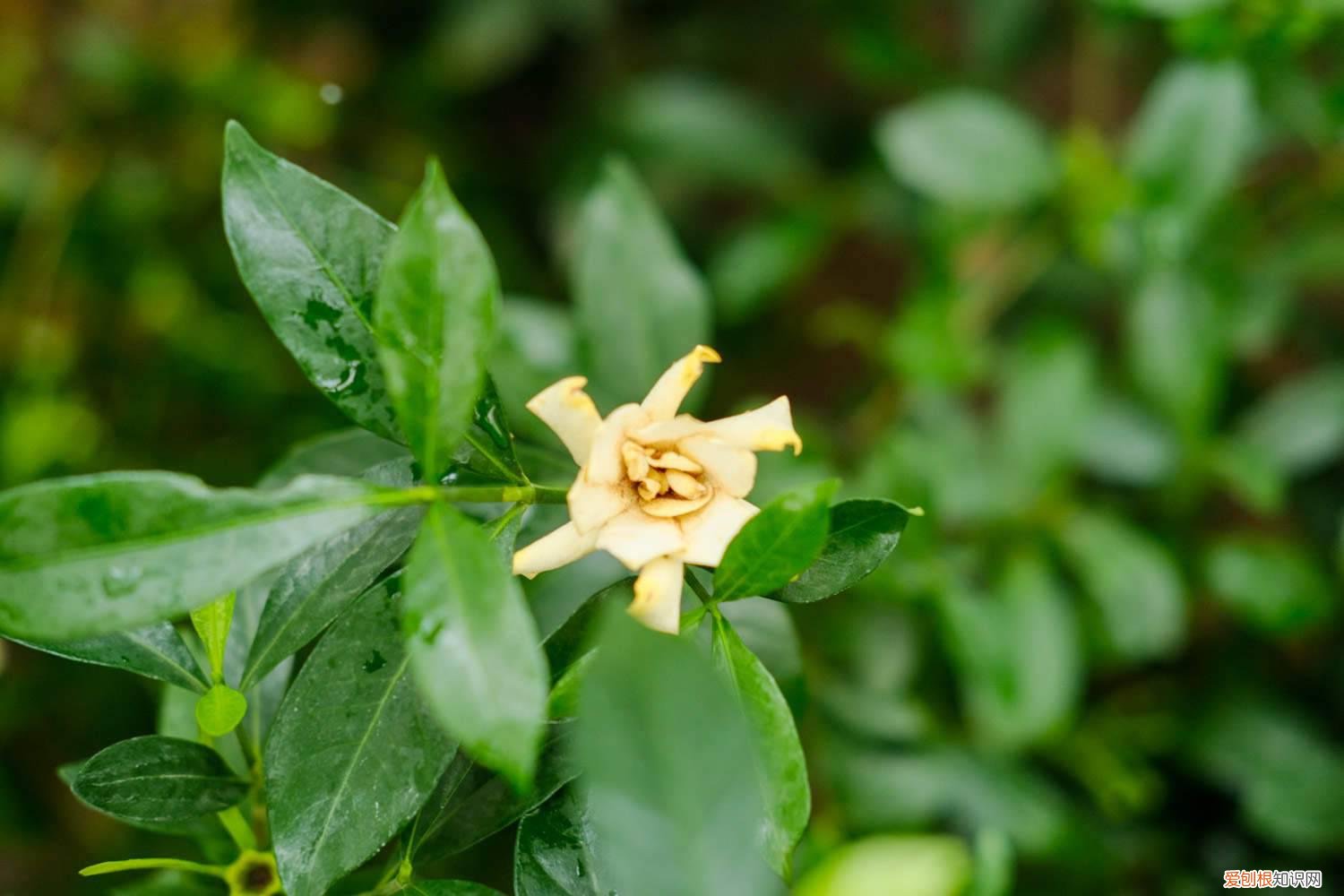 怎么才能让栀子花开花 怎样让栀子花快开花