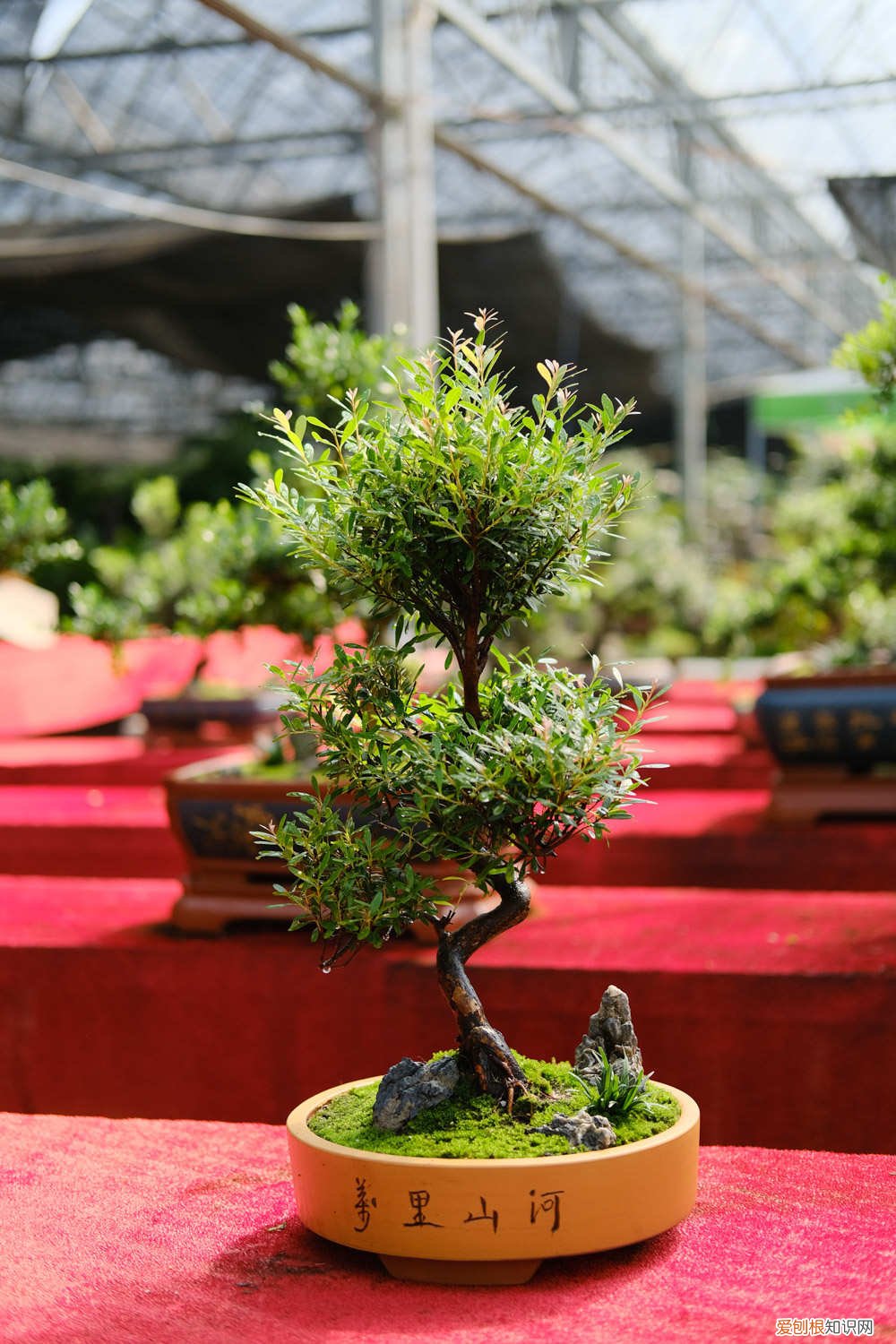 树脂材料的花盆怎么样 树脂花盆养花好吗