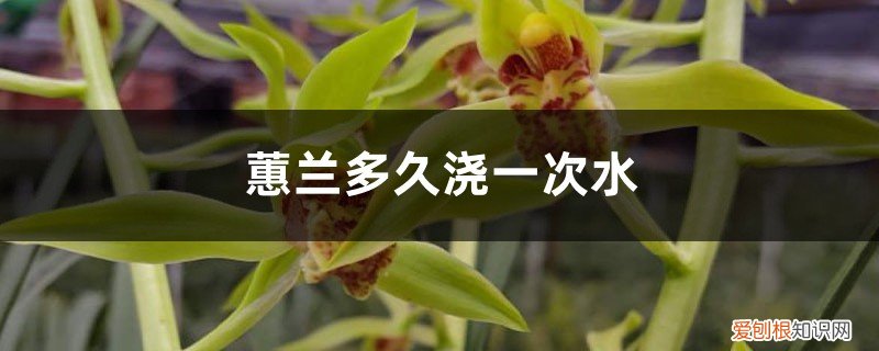 冬天大花蕙兰多久浇一次水 蕙兰多久浇一次水,浇水多了怎么处理