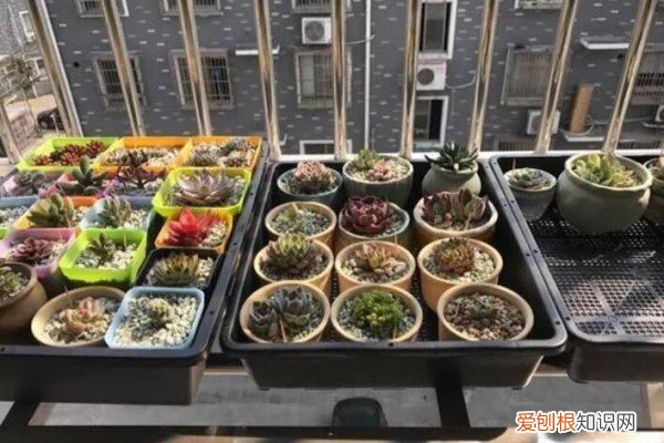 阳台防盗网种花 谁说没有阳台不能养花?他把防盗窗养成花墙,邻居都眼红了!