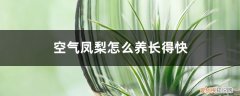 空气凤梨怎么养长得快一点 空气凤梨怎么养长得快