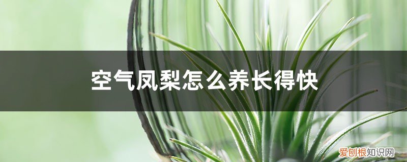 空气凤梨怎么养长得快一点 空气凤梨怎么养长得快