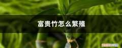 观音富贵竹怎么繁殖 富贵竹怎么繁殖