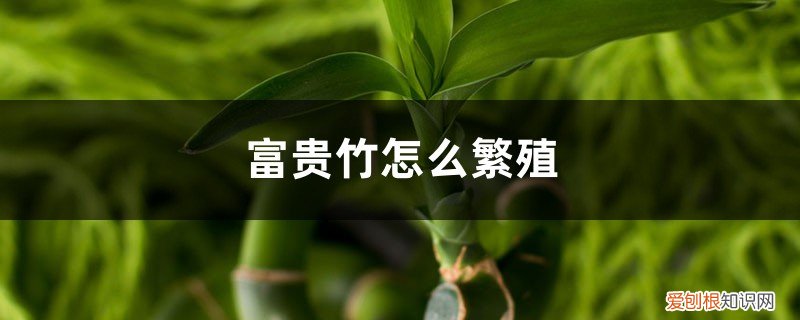 观音富贵竹怎么繁殖 富贵竹怎么繁殖